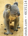 koala bear, koala, animal 4635114
