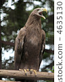 avian, falcon, hawk 4635130