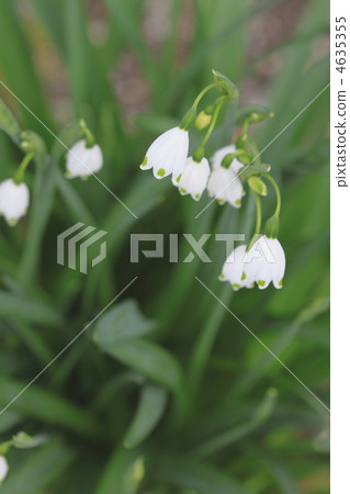 lily of the valley narcissus, cluster amarylli, snowflake 4635355
