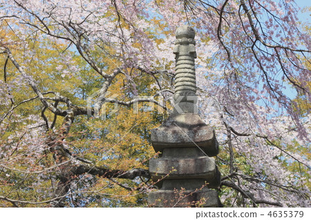 stone monument, stone pagoda, the full glory of spring 4635379