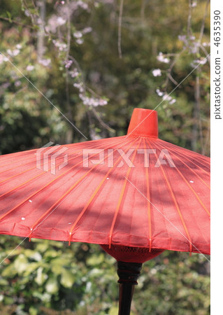 japanese umbrella, teceremony umbrella, weeping cherry 4635390