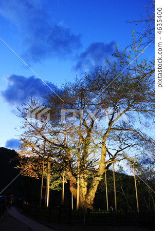 Sawa河櫻桃樹在黃昏點燃 4635400