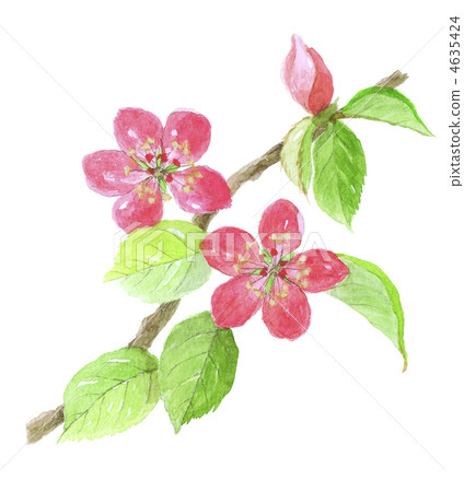 Karia Flower 4635424