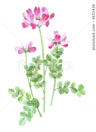 Lotus chrysanthemum brassieres 4635436