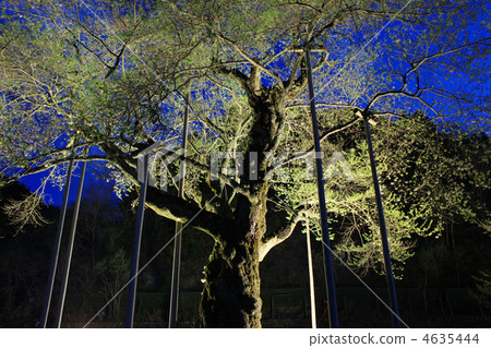 Sawa河櫻桃樹在黃昏點燃 Sawa河櫻桃樹在黃昏點燃 4635444