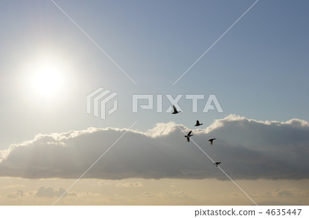 migratory, migratory bird, cloud 4635447