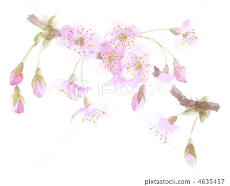 櫻花櫻 櫻花櫻 4635457