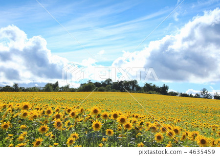 在北海道的向日葵領域 在北海道的向日葵領域 4635459