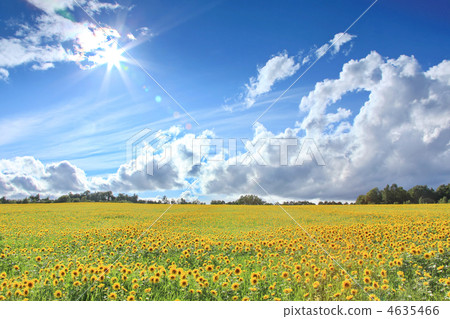 Sunflower field in Hokkaido 4635466