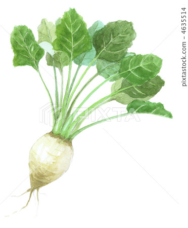 甜菜 甜菜 4635514