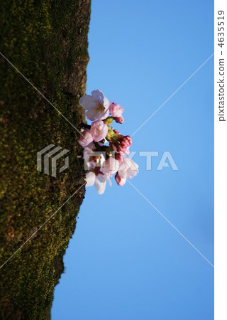 Cherry blossoms at one tile to longitudinal tree · Vertical position 4635519