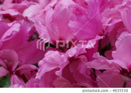 背景材料花背和仙客來水平位置 背景材料花背和仙客來水平位置 4635538