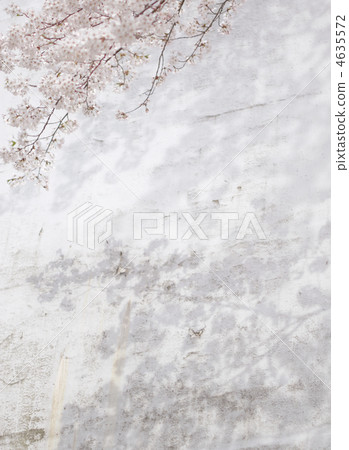 Sakura reflected on the wall 4635572
