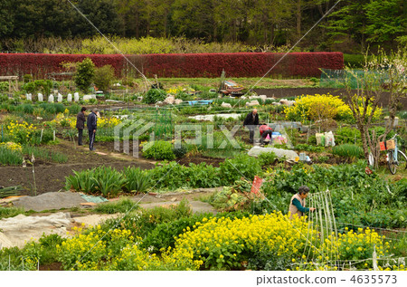 Meanuma paddy field / Meguma paddy field farm plantation 4635573