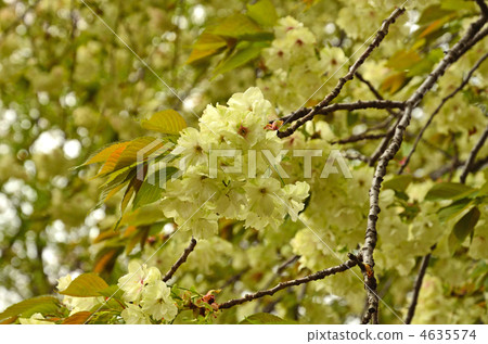 樹·薑黃螃蟹薔薇科 樹·薑黃螃蟹薔薇科 4635574