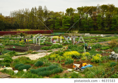 Meanuma paddy field / Meguma paddy field farm plantation 4635583