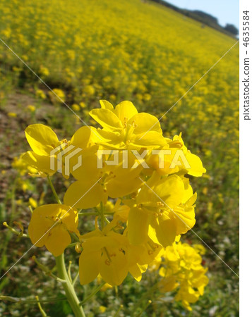 Rapeseed field 4635584