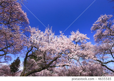 High cherry tree 4635585