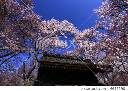 高櫻桃樹 4635590