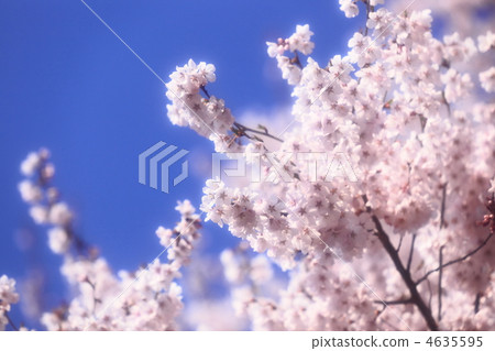 Takatoshi Sakura Soft Focus Takatoshi Sakura Soft Focus 4635595