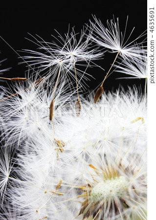 Dandelion's fluff 4635691