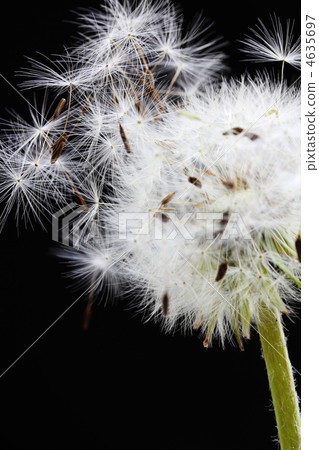 Dandelion's fluff 4635697