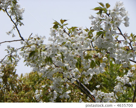盛開的白色野花吉野櫻花野生物種的木種之一 4635700