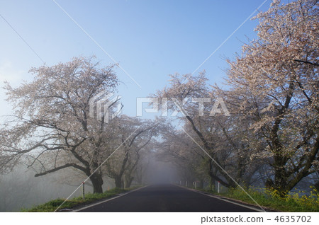 晨霧和櫻花 4635702