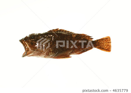 Scorpion fish Scorpion fish 4635779