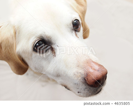 Labrador retriever 4635805