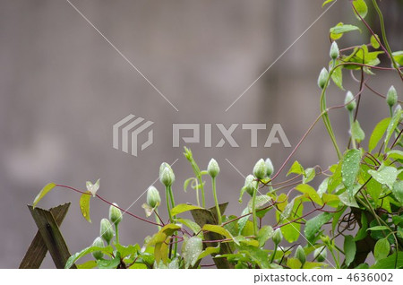 鐵線蓮的芽 鐵線蓮的芽 4636002
