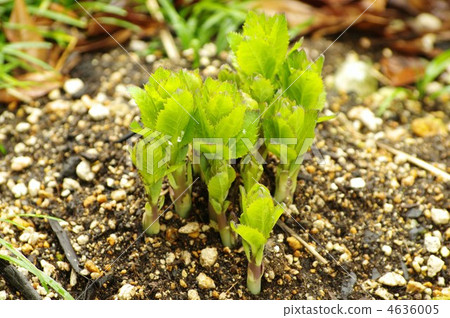 Budding spirit 4636005