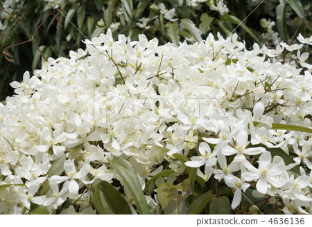kuremateisu armand dean, flower, flowers 4636136