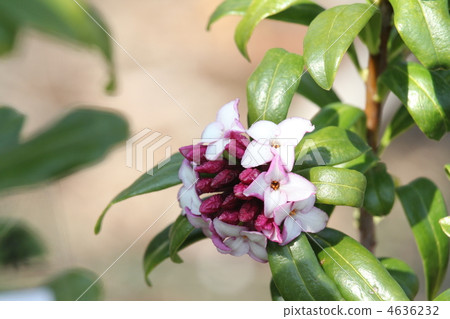 Sinking flower 4636232