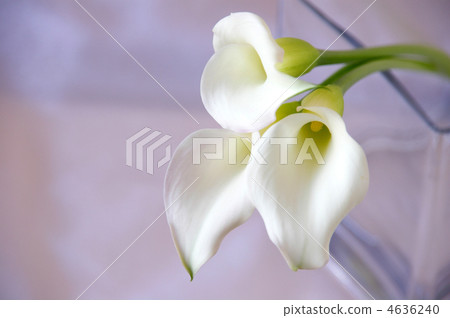 White color flower 4636240