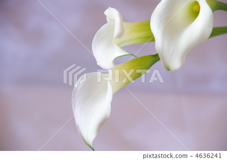 White color flower 4636241