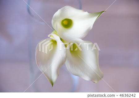 White color flower 4636242