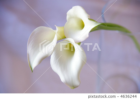 White color flower White color flower 4636244