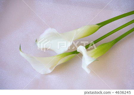 White color flower 4636245