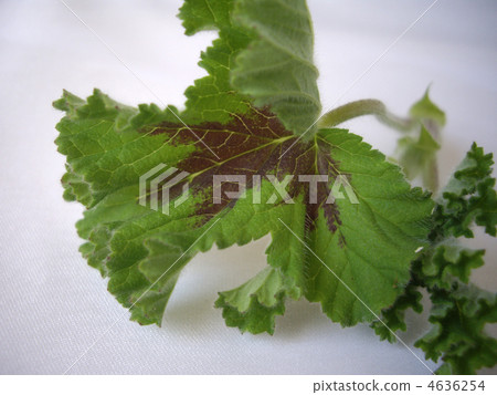 天竺葵 天竺葵 4636254