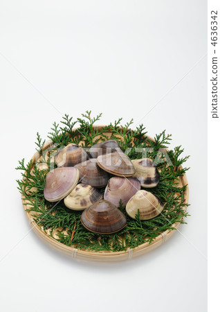 Clam Clam 4636342