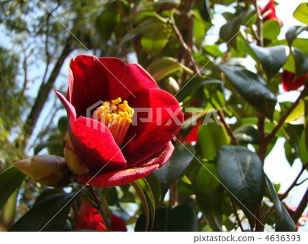 Tsubaki Kurosuke 4636393