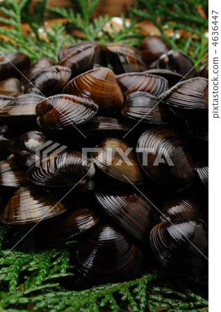 Yamato Shigeru Yamato Shigeru 4636447