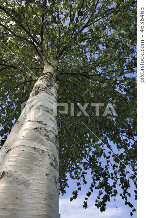 White birch 4636463