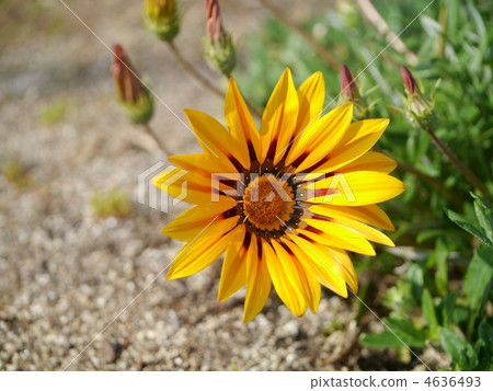 勳章菊屬 4636493