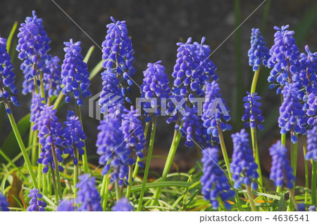 Muscari 4636541
