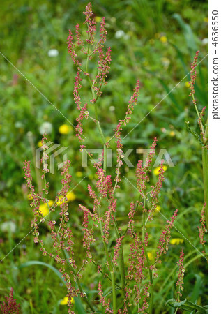 植物·Swallowtail家族 4636550