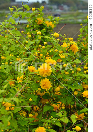 樹·薔薇科 樹·薔薇科 4636553