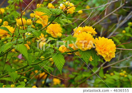 樹·薔薇科 樹·薔薇科 4636555