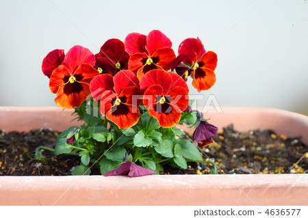 Pansy 4636577